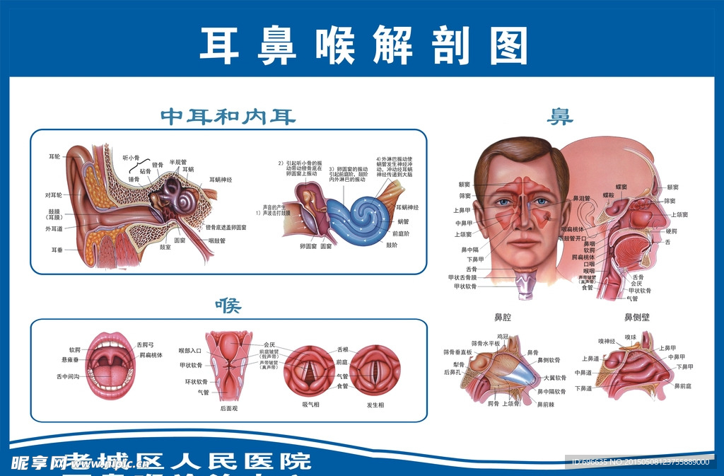 l耳鼻喉