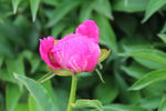 芍药花