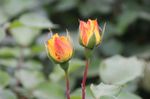 月季花
