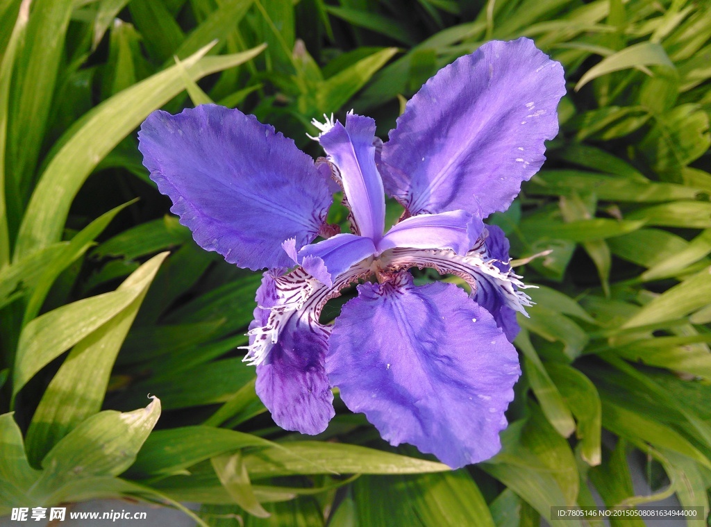 菖蒲花