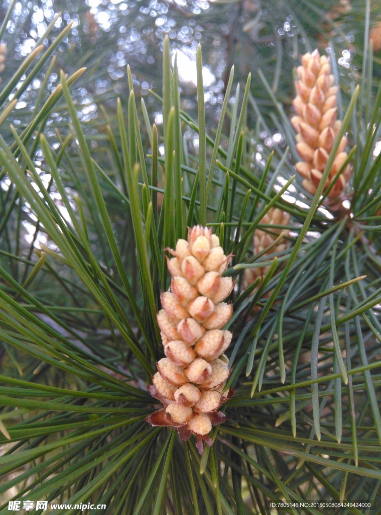松树上的松果
