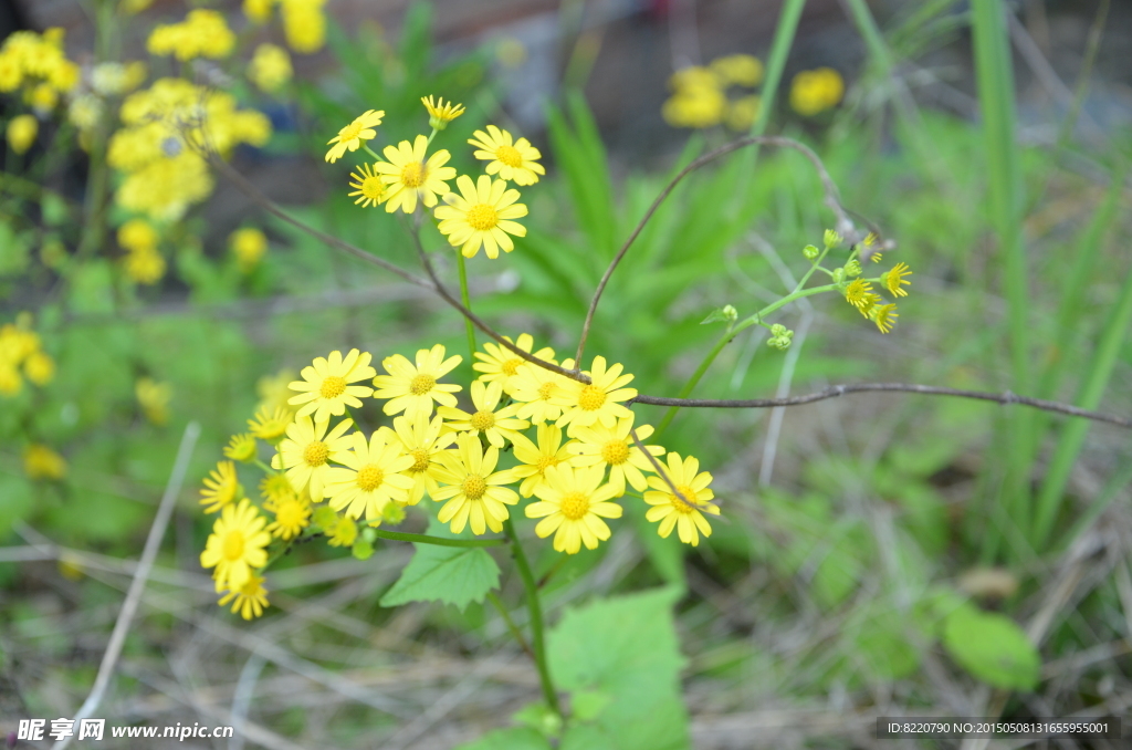 小野菊