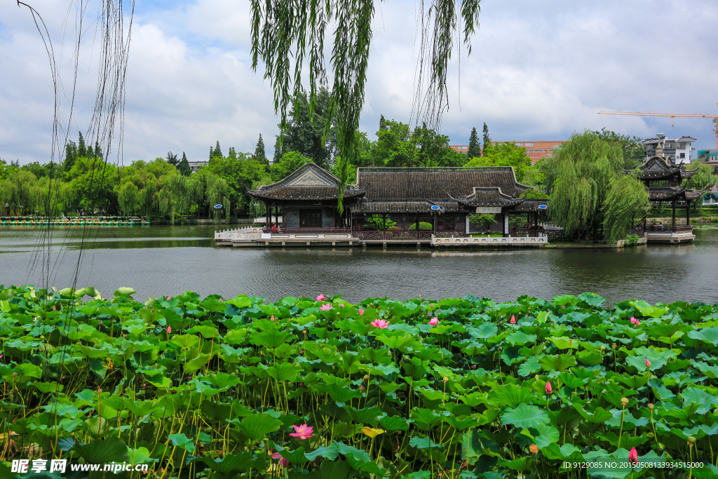 荷花池公园