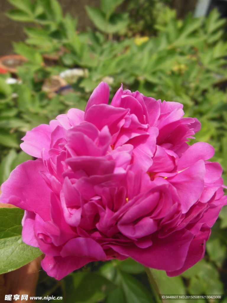 芍药花