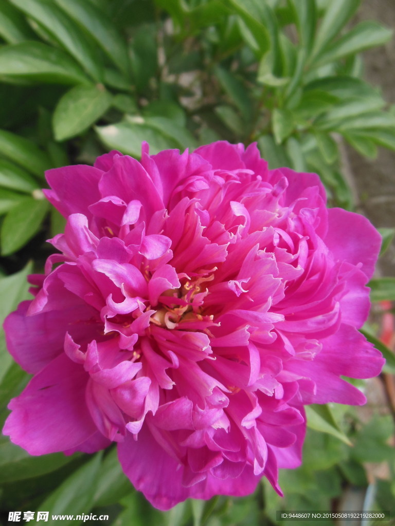 芍药花