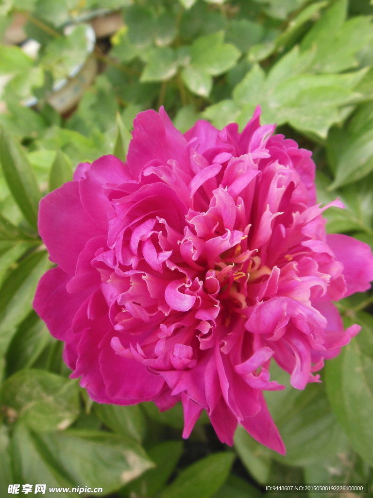芍药花