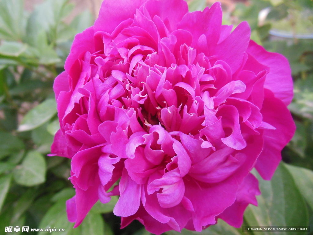 芍药花