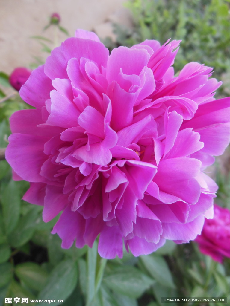 芍药花