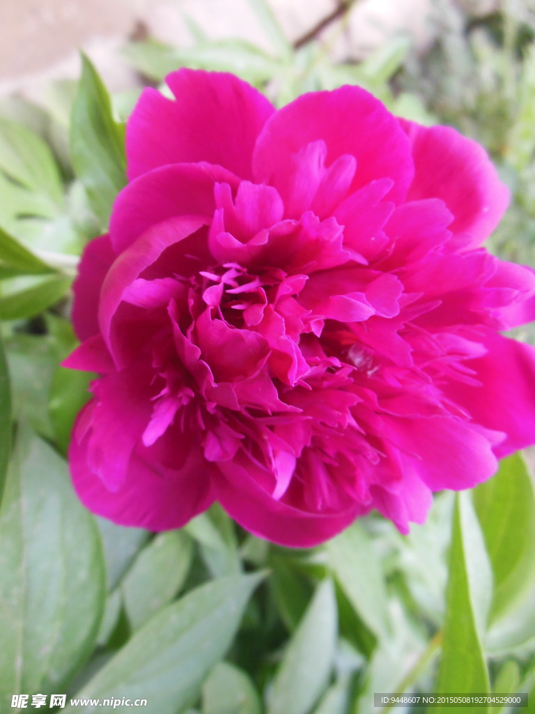 芍药花