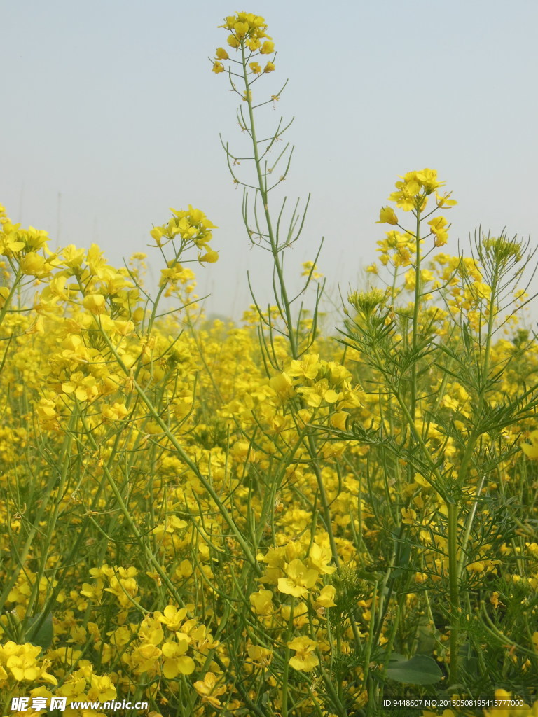 油菜花