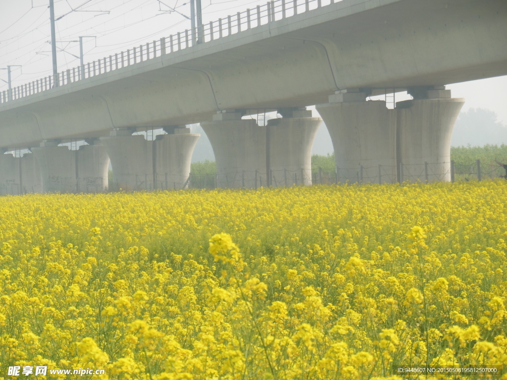 油菜花