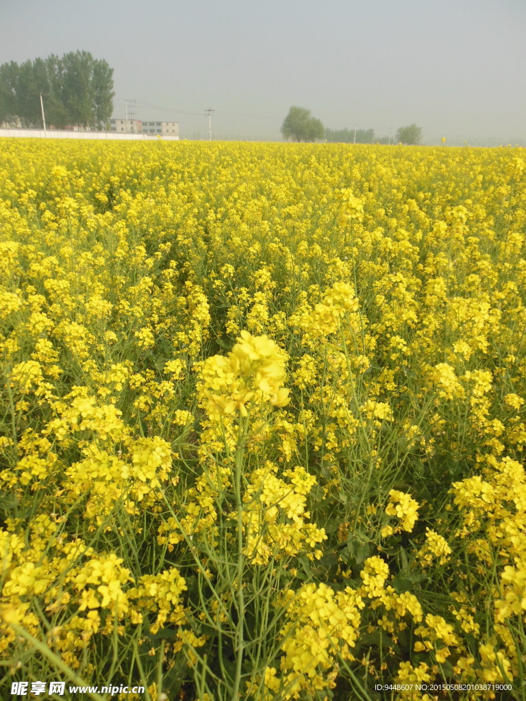 油菜花