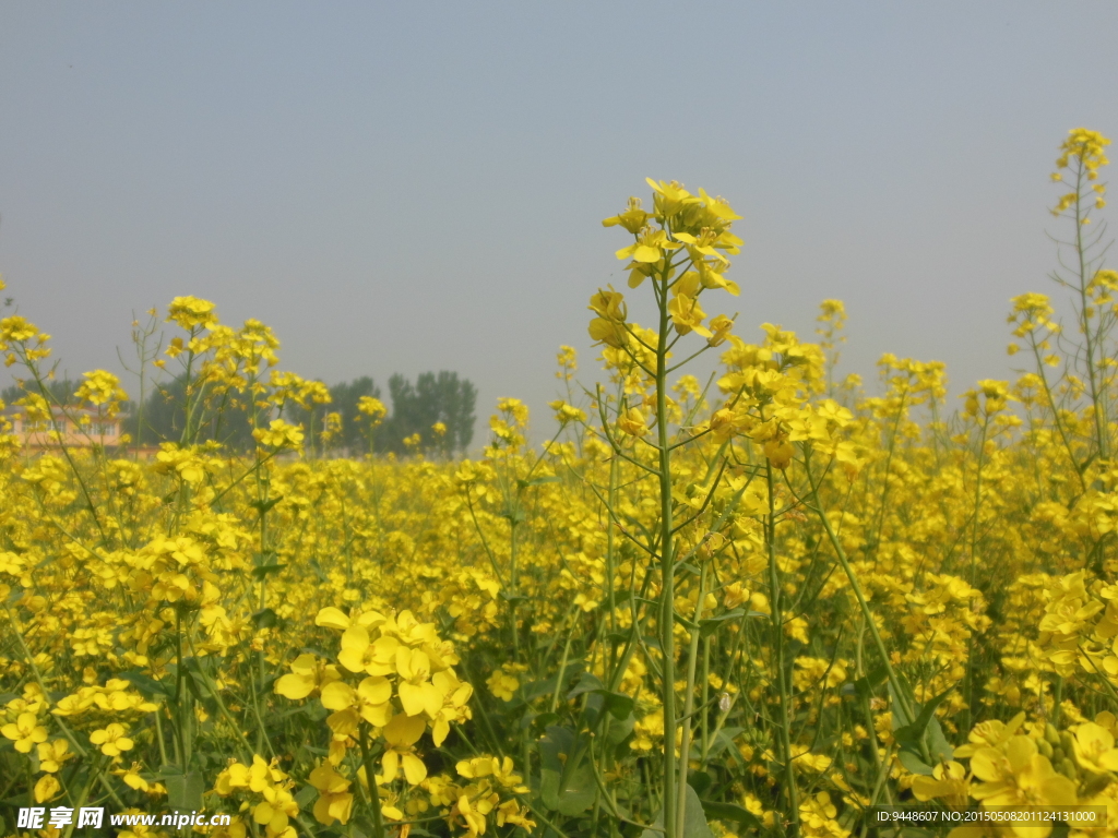 油菜花