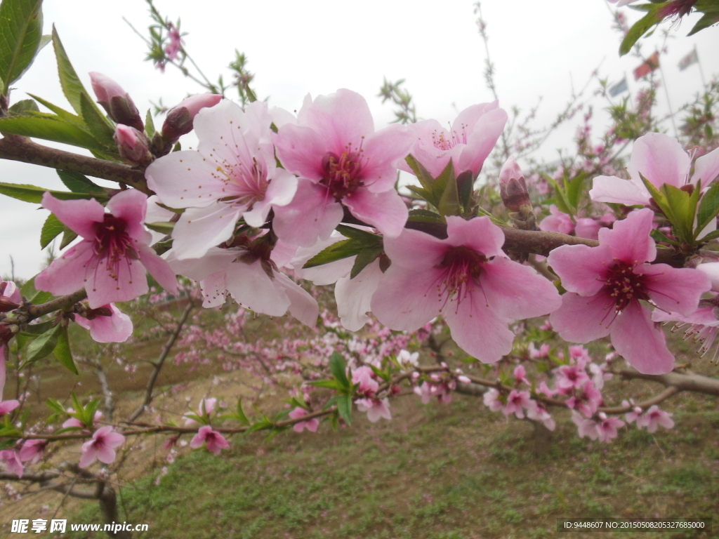 粉色桃花