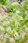芹菜花