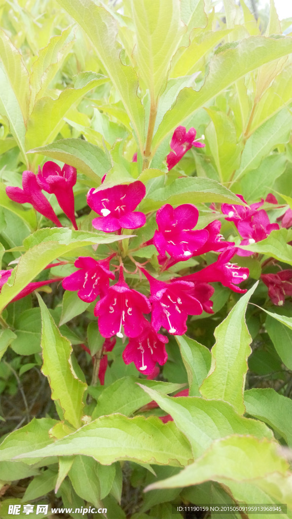 红王子锦带花