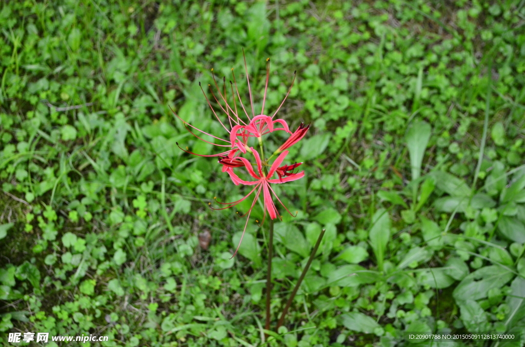 红花