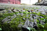 苏州园林 苔藓