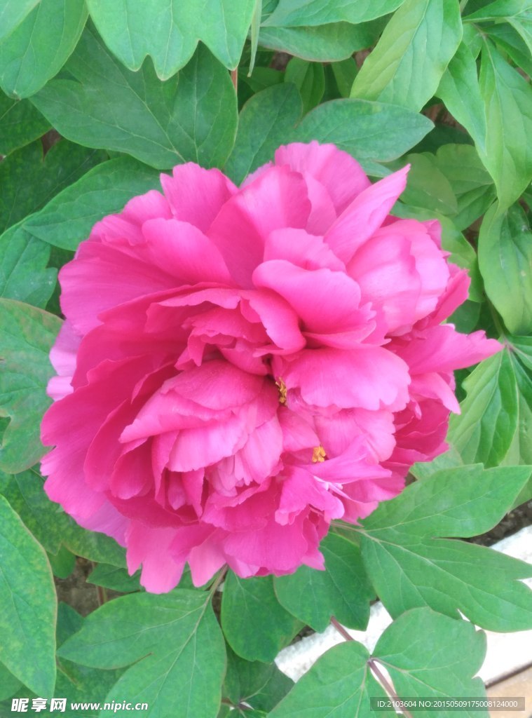 牡丹花