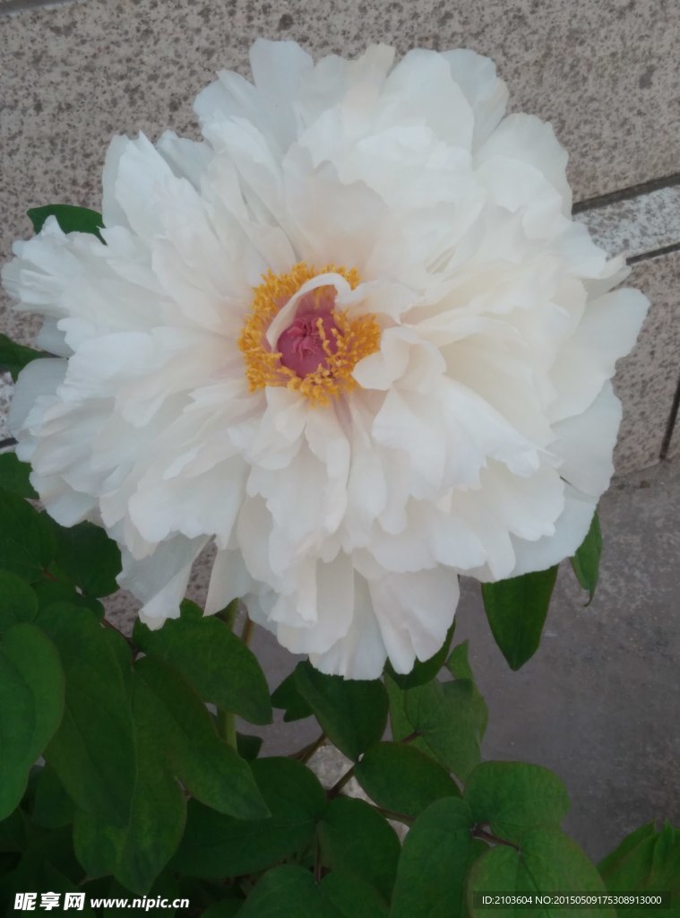 牡丹花