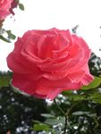月季花花瓣