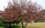 桃花树全景图片
