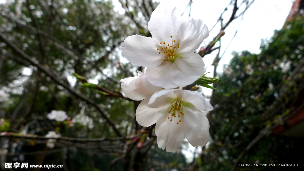 白色樱花特写图片