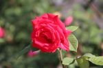 月季花