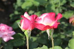 月季花
