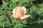 月季花