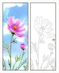 百合花