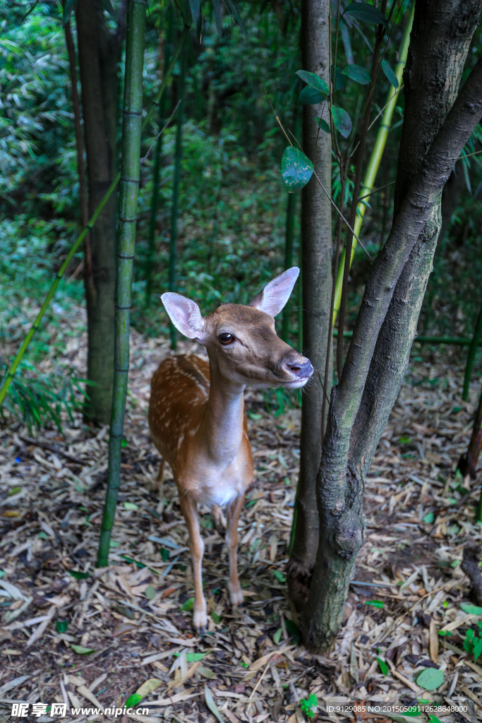 茱萸湾