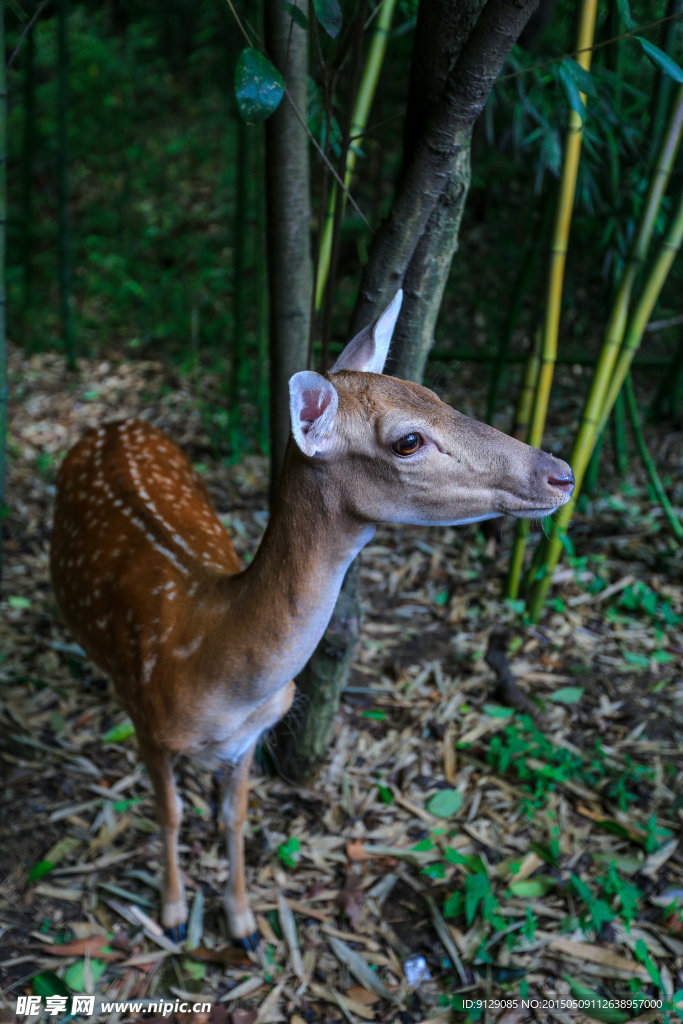 茱萸湾