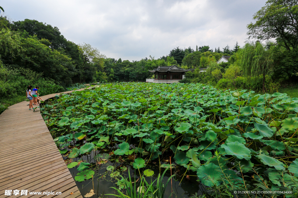 茱萸湾