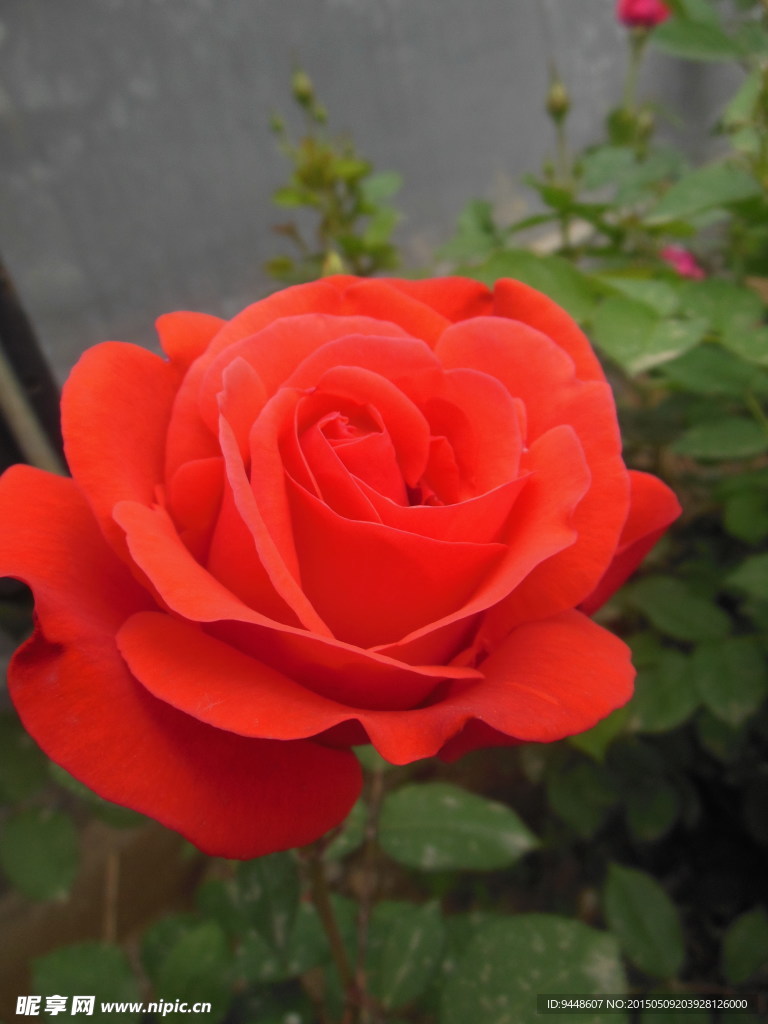月季花