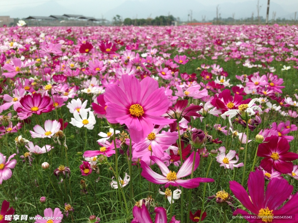 格桑花