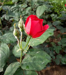 蔷薇花