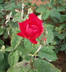 蔷薇花