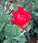 蔷薇花