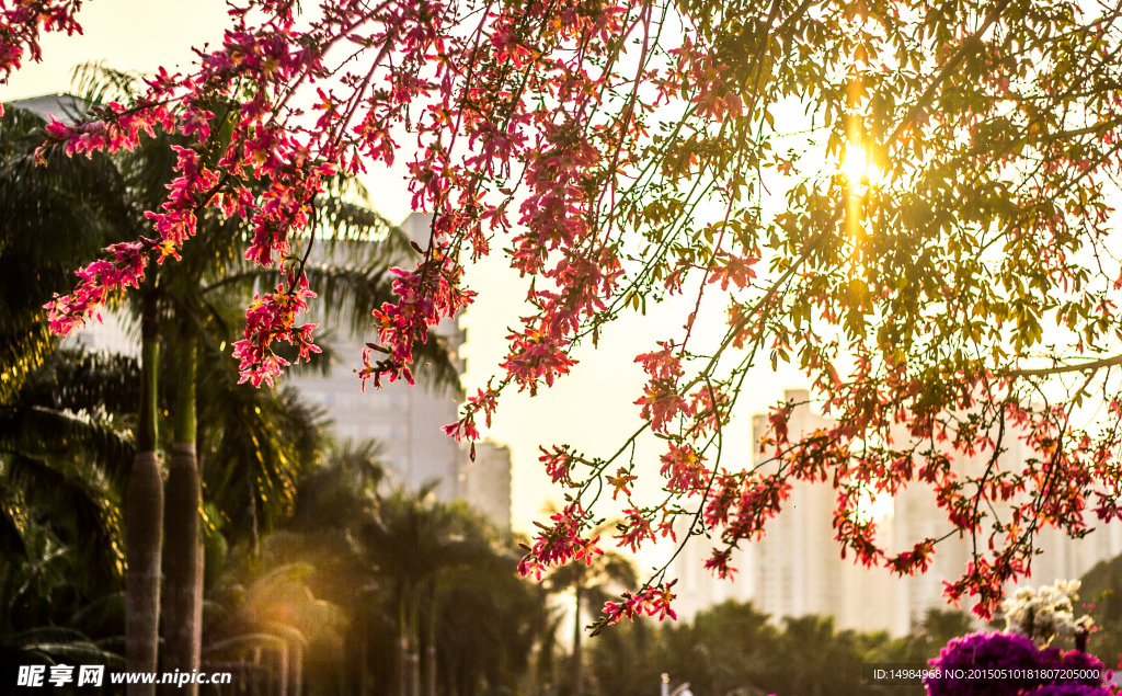 花树阳光