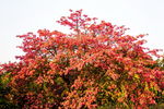 花树