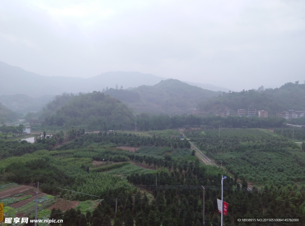 高山小树