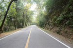 林中公路