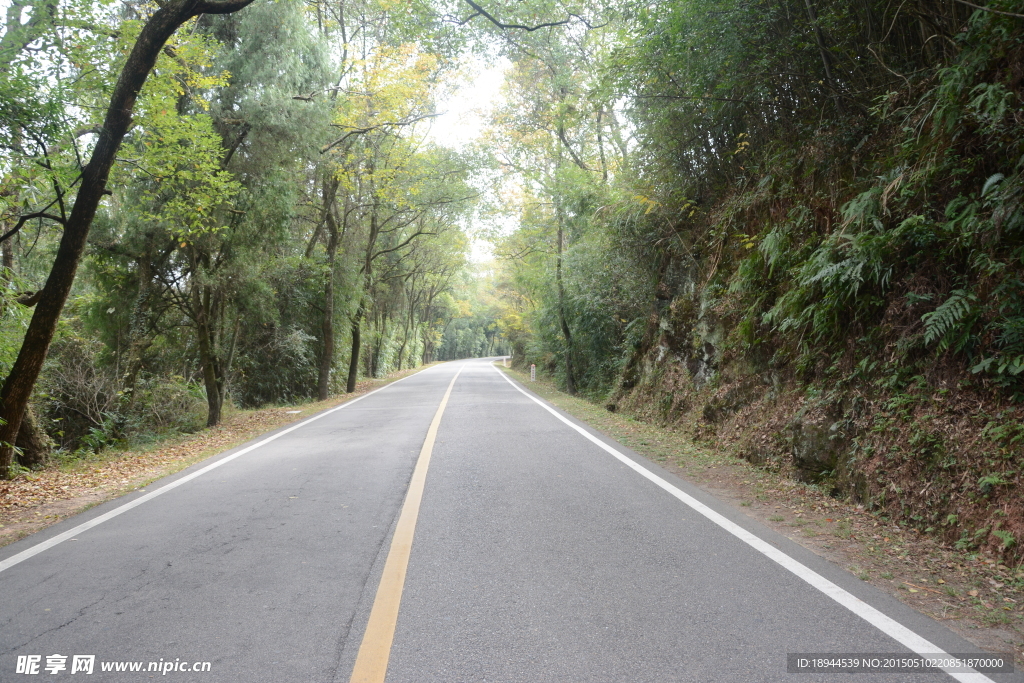 林中公路