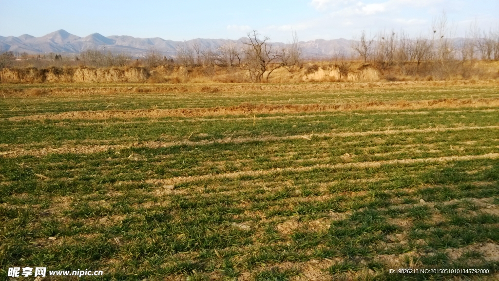 麦田 麦地