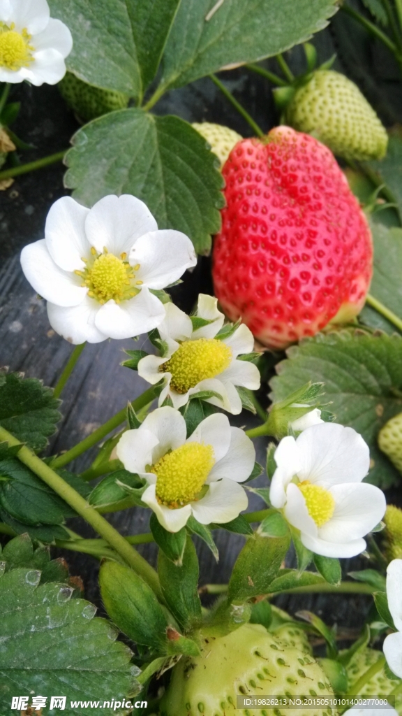 红草莓 奶油草莓