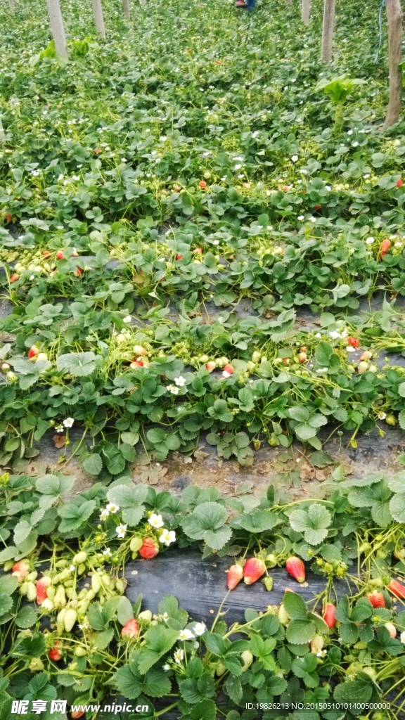 草莓花 红草莓 奶油草莓 草莓