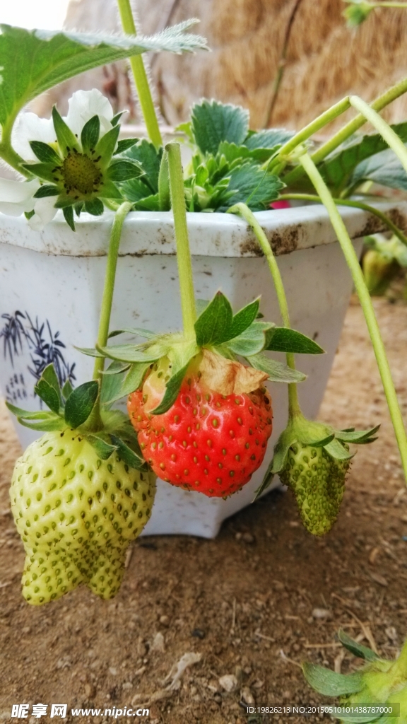 草莓 草莓特写