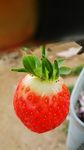 草莓 草莓特写
