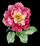 花纹